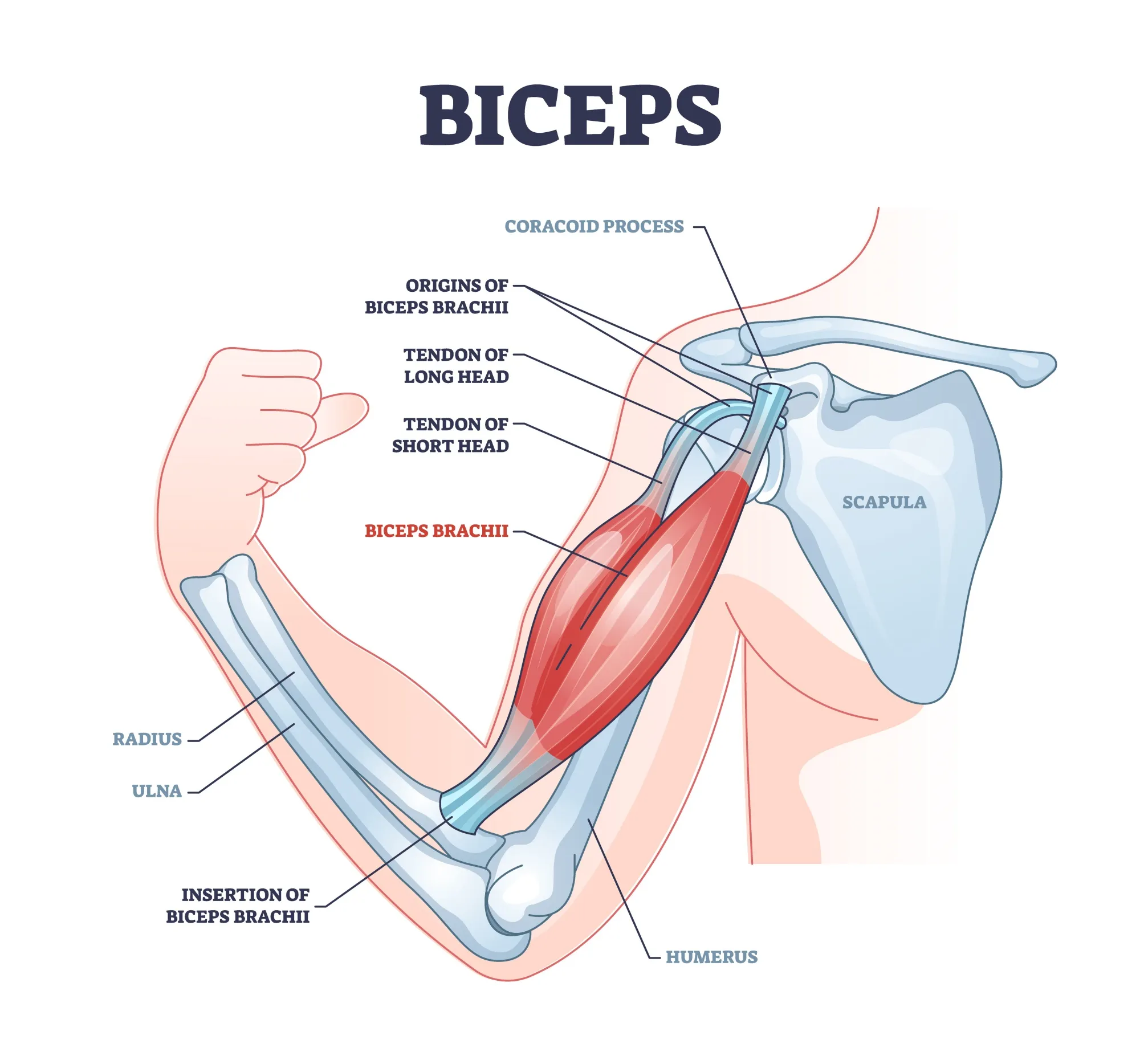 Cơ tay trước (Biceps)