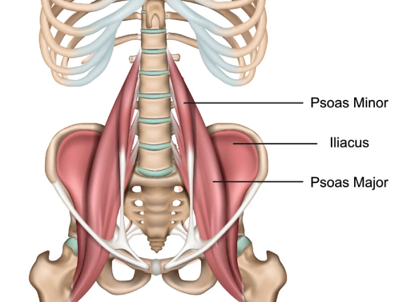 Vị trí của cơ thắt lưng chậu (Iliopsoas).