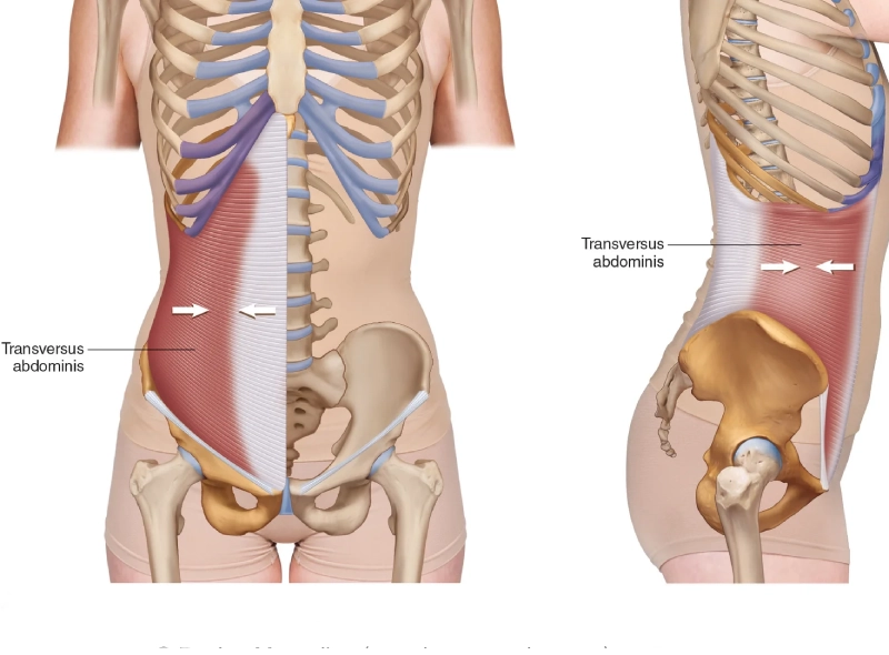 Cơ bụng ngang (Transversus Abdominis) là cơ bụng sâu nhất của thành bụng.