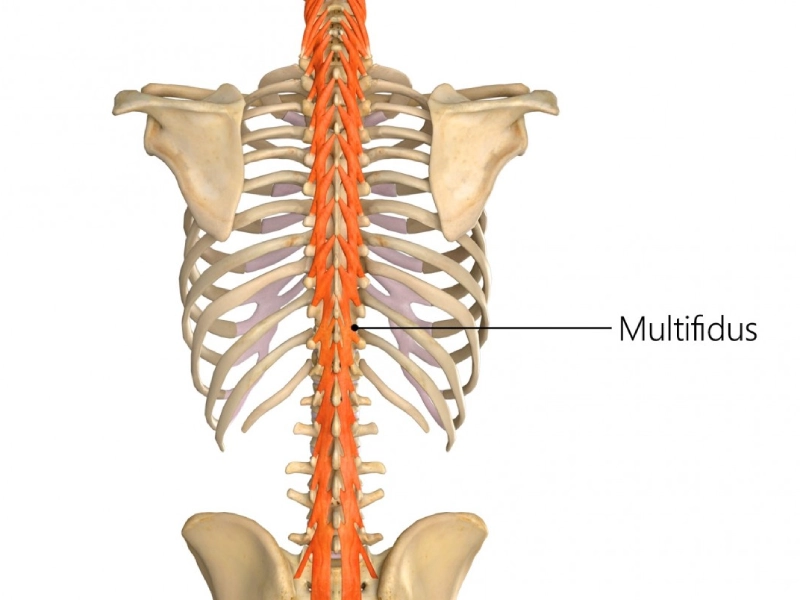 Multifidus là nhóm chạy dọc suốt cột sống đến xương cùng.