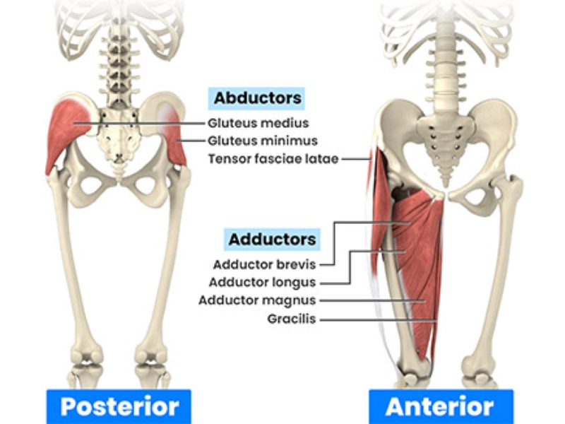 Cơ khép (Adductors) và cơ dạng (Abductors).