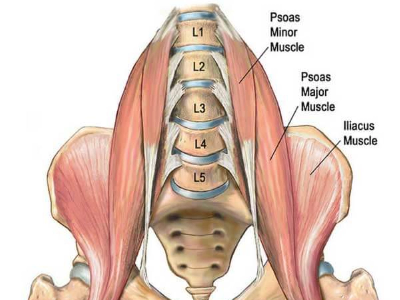 Cơ gập hông (Hip Flexors).