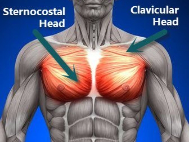 Cơ ngực nằm ở phía trước ngực.