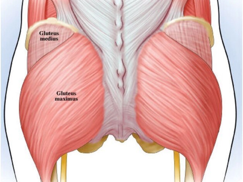Cơ mông gồm hai cơ chính là Gluteus maximu và Glutes medius.