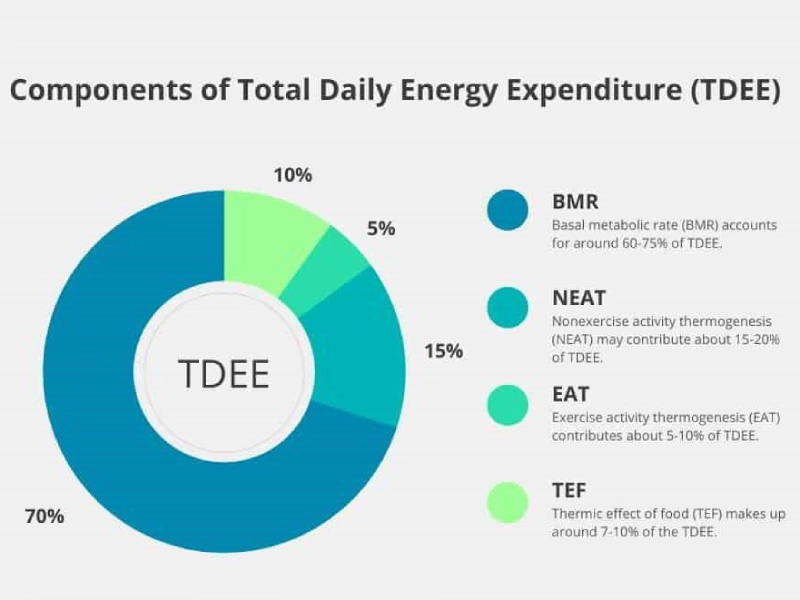 TDEE gồm 4 yếu tố chính là BMR, TEF, NEAT và EAT