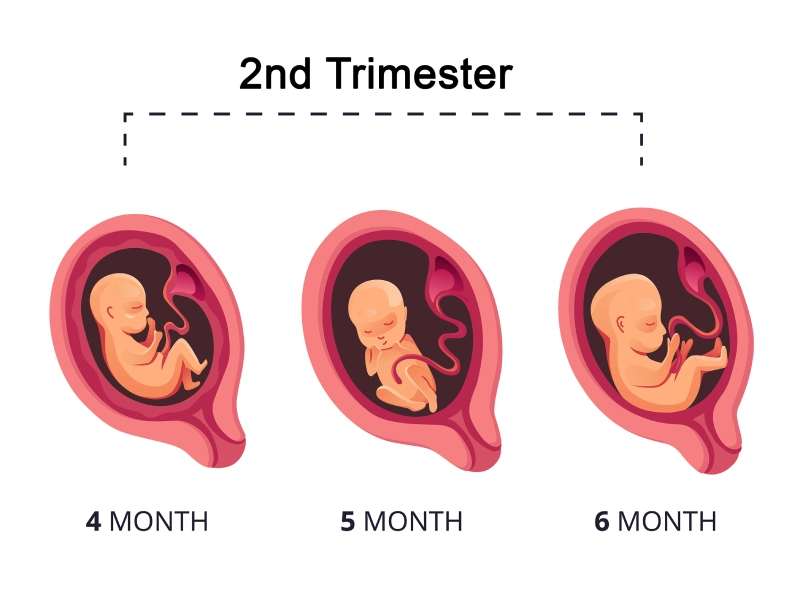 Tam cá nguyệt thứ 2 là ba tháng giữa của thai kỳ.